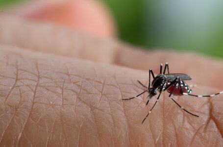 Arapongas chega a 372 casos positivos de dengue