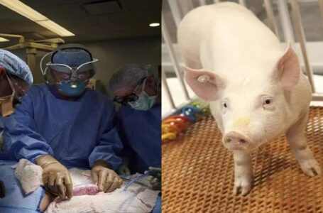 Médicos fazem transplante de rim de um porco para uma mulher e procedimento é um sucesso