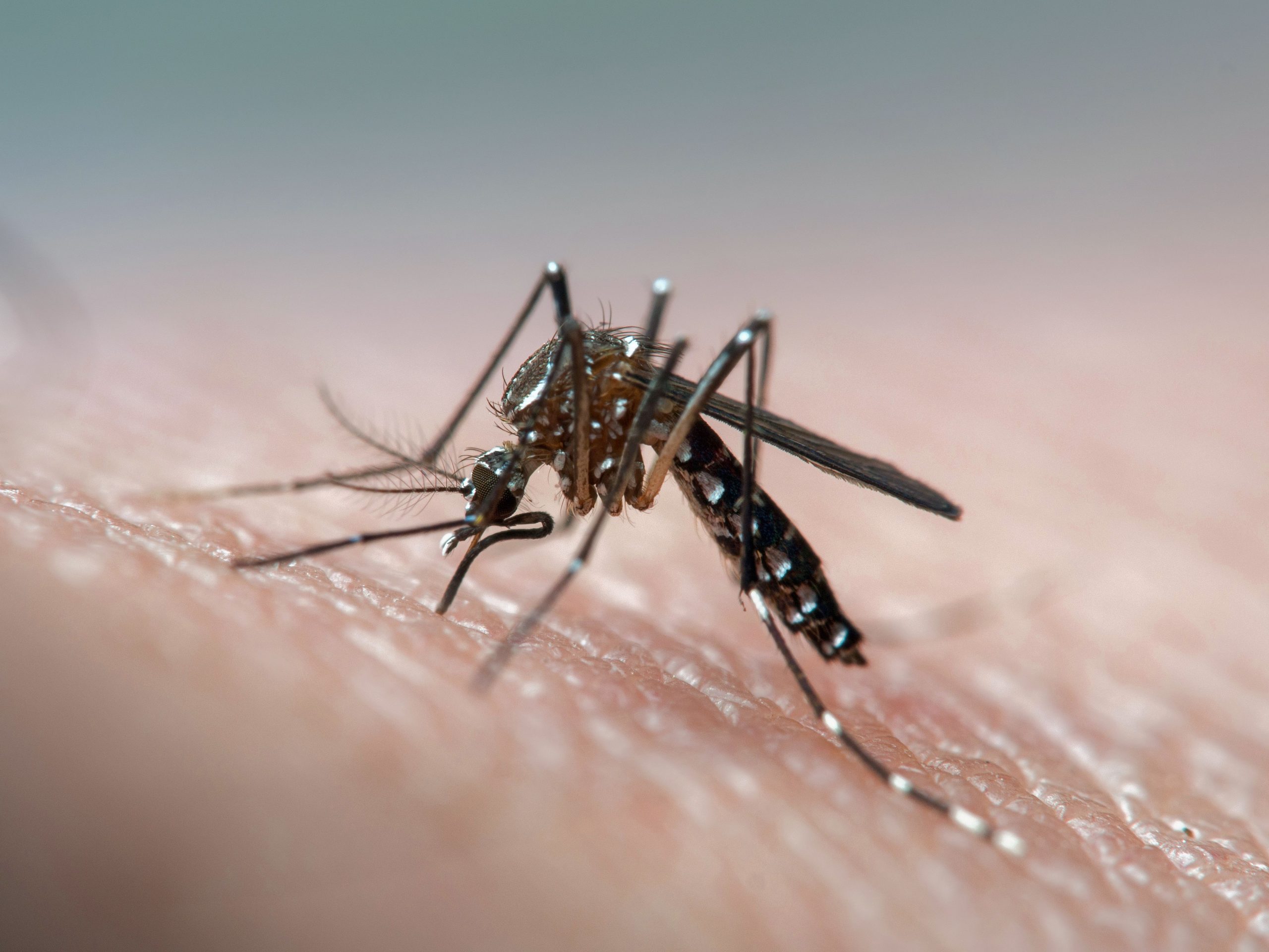 Arapongas registra 647 casos de dengue; veja medidas de prevenção