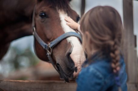 Projeto prevê adoção de cavalos abandonados em Arapongas; entenda