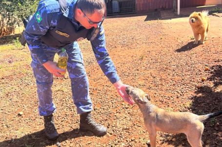 GDA resgata cachorro preso em portão na Vila Aparecida