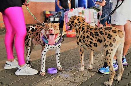 1º Pet Fest é sucesso em Arapongas