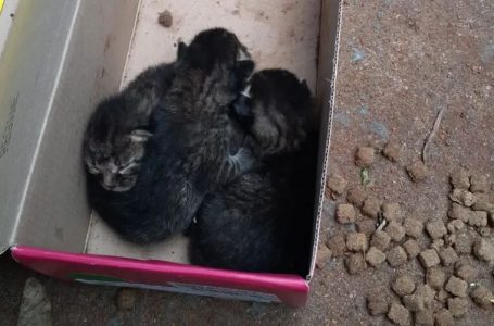 Gatinhos são resgatados após abandono e suspeita é multada em R$ 6 mil