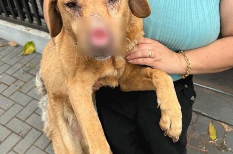 Prefeitura e ONG OPAA intervêm após registro de maus-tratos a cães; saiba como denunciar
