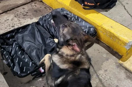 Polícia prende passageiro com mala cheia de maconha em rodoviária