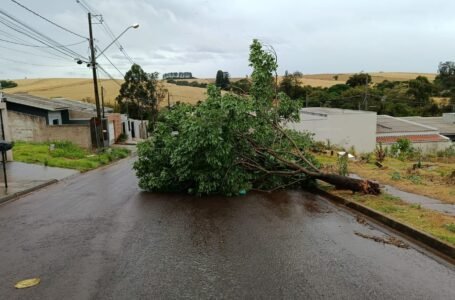 Prefeitura de Arapongas alerta sobre árvores que caíram após tempestade